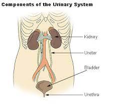 Urinary system of a human